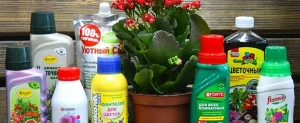 Рейтинг удобрений для комнатных растений: чем подкормить сад, огород